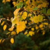 Отдых в усадьбе Мироедово Смоленская область фото 03 - Желтые листья осенью